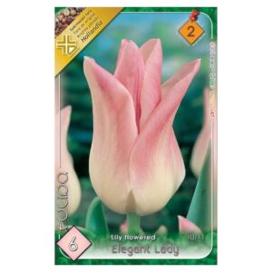Rózsaszín-fehér liliomvirágú tulipán virághagyma – ‘Elegant Lady’