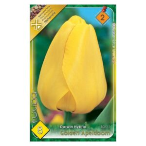 Sárga Darwin-hibrid tulipán virághagyma - ‘Golden Apeldoorn’