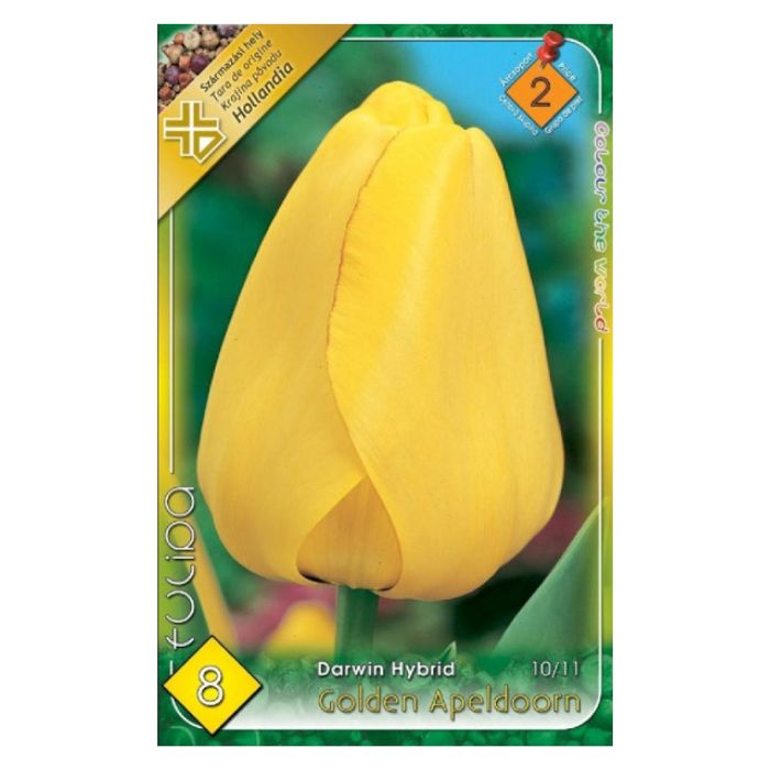 Sárga Darwin-hibrid tulipán virághagyma - ‘Golden Apeldoorn’