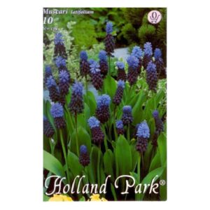 Széleslevelű gyöngyike virághagyma