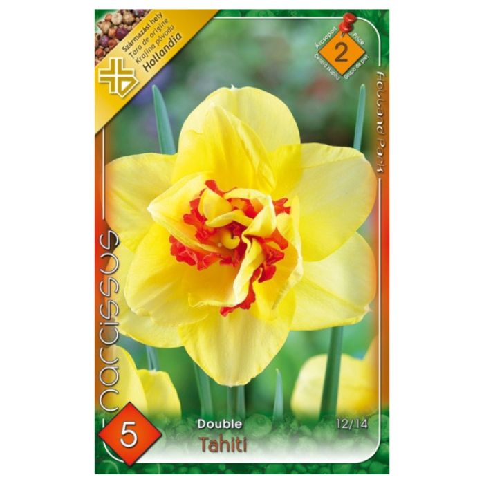 Telt, kétszínű nárciszvirághagyma - 'Tahiti'