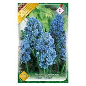 Teltvirágú gyöngyike virághagyma - ‘Blue Spike’