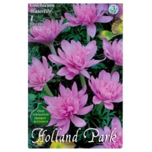 Teltvirágú őszi kikerics virághagyma - 'Waterlily'