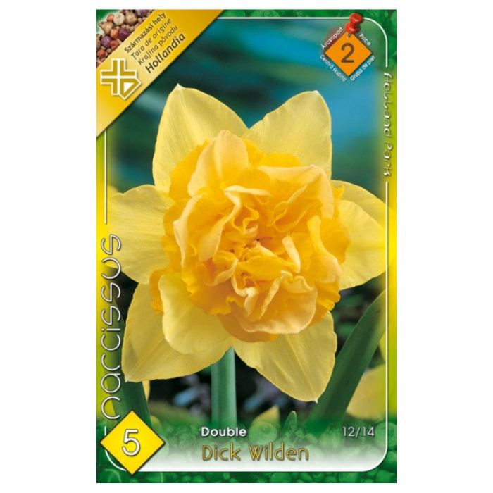Teltvirágú sárga nárcisz virághagyma 'Dick Wilden'