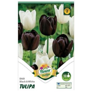 Triumph tulipánkeverék virághagyma - 'Duo Black & White'
