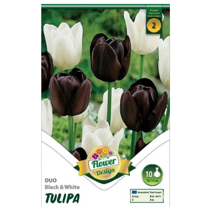 Triumph tulipánkeverék virághagyma - 'Duo Black & White'
