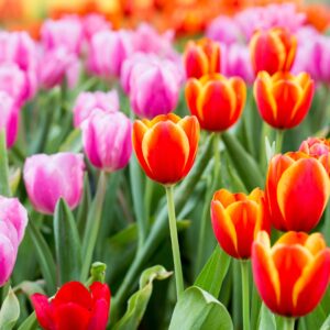 Tulipán