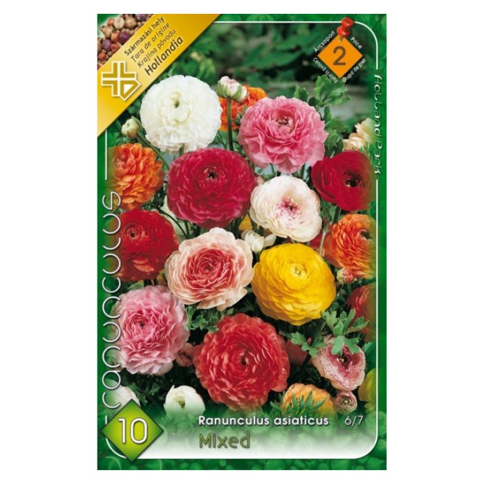 Ázsiai Boglárka virághagyma - Színkeverék