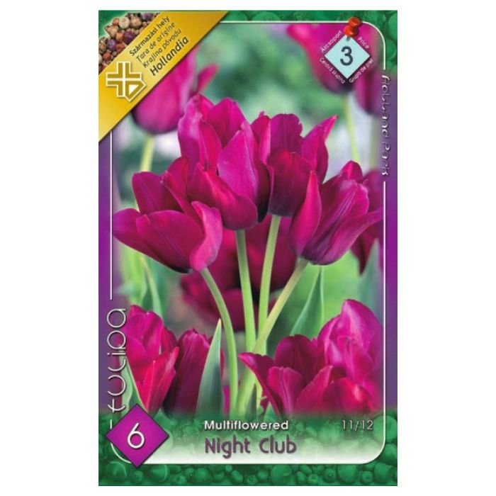 Bíbor csokros virgú tulipán virághagyma - 'Night Club'