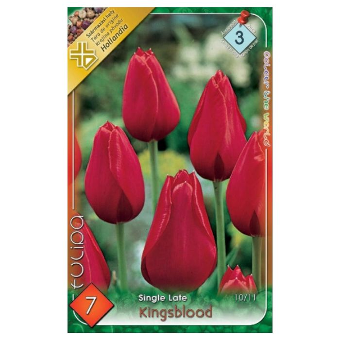 Bíborvörös tulipán virághagyma - 'Kingsblood'