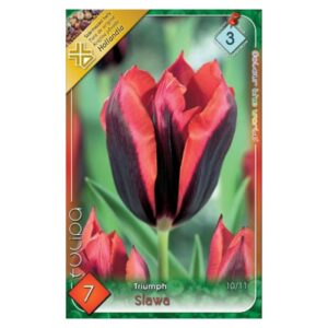 Bordó-narancspiros triumph tulipán virághagyma - 'Slawa'