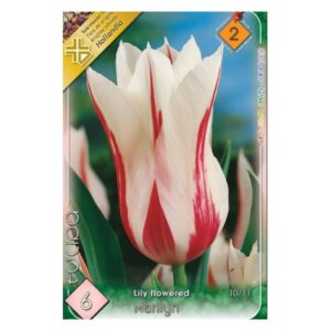 Fehér- Piros liliomvirágú tulipán virághagyma – ‘Marylin’
