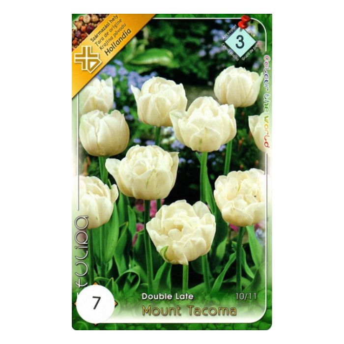 Fehér késői, teltvirágú tulipán virághagyma - 'Mount Tacoma'