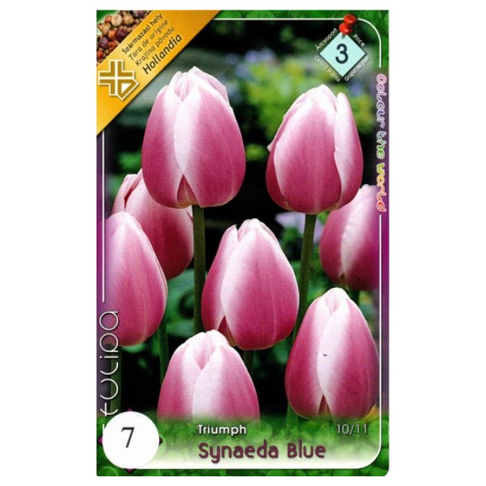 Fehér-lila triumph tulipán virághagyma - 'Synaeda Blue'