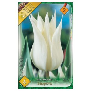 Fehér liliomvirágú tulipán virághagyma – ‘Sapporo’