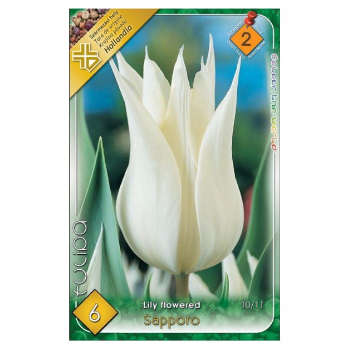 Fehér liliomvirágú tulipán virághagyma – ‘Sapporo’
