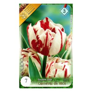 Fehér-piros késői, teltvirágú tulipán virághagyma - 'Carneval de Nice'