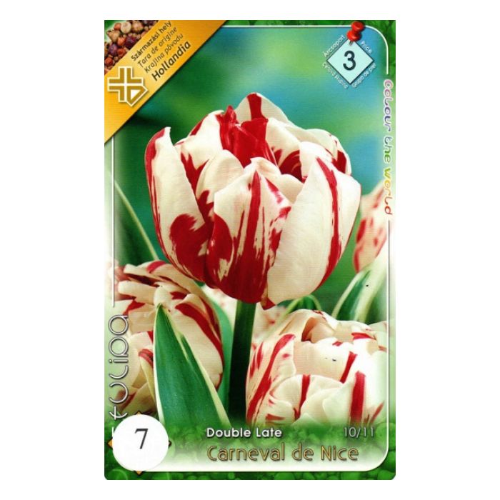 Fehér-piros késői, teltvirágú tulipán virághagyma - 'Carneval de Nice'