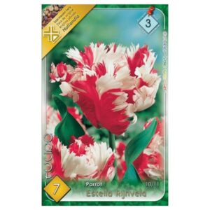 Fehér-piros papagájtulipán virághagyma - ‘Estella Rijnveld’