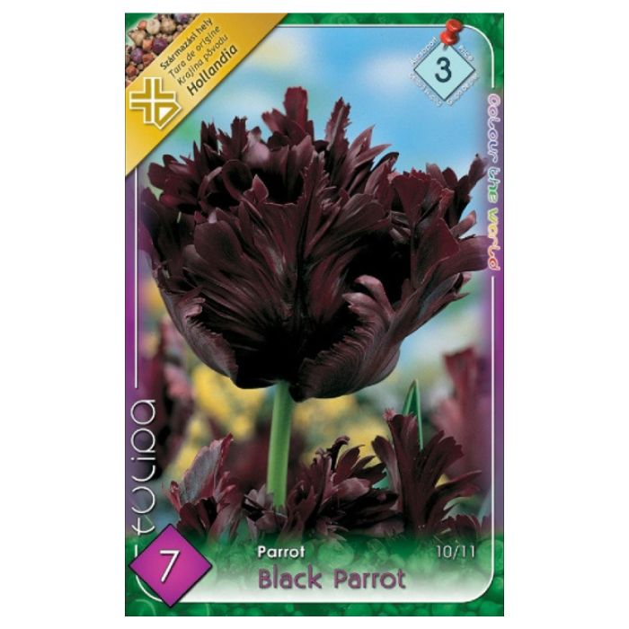 Fekete papagájtulipán virághagyma - 'Black Parrot'