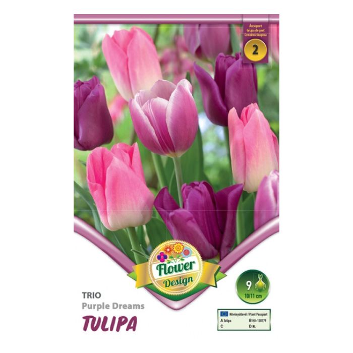 Háromszínű tulipánkeverék virághagyma - ‘Trio Purple Dreams’