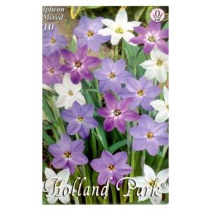 Ibolyás csillaghagyma virághagyma