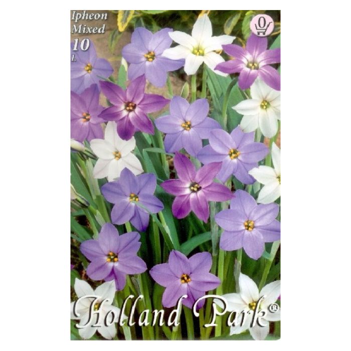 Ibolyás csillaghagyma virághagyma