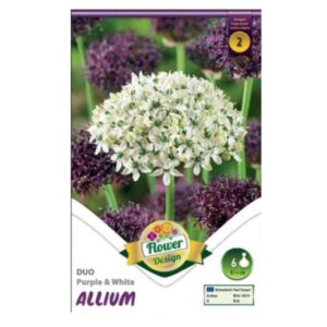 Lila és fehér díszhagyma virághagyma - 'Duo Purle & White'