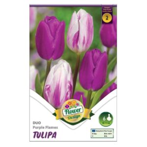 Lila-fehér tulipán virághagyma - 'DUO Purple Flames'