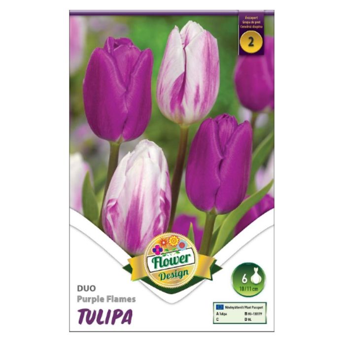 Lila-fehér tulipán virághagyma - 'DUO Purple Flames'