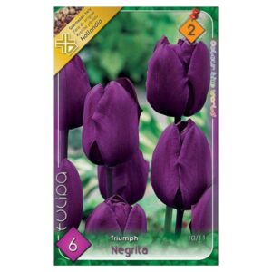 Lila triumph tulipán virághagyma – ‘Negrita’