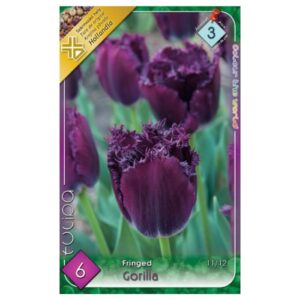 Lila tulipán virághagyma - 'Gorilla'