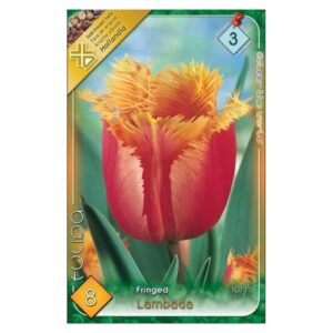 Narancs tulipán virághagyma - 'Lambada'