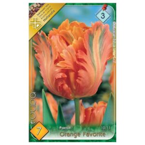 Narancssárga-zöld papagájtulipán virághagyma - 'Orange Favorite'