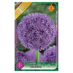 Óriás díszhagyma virághagyma - 'Gladiator'