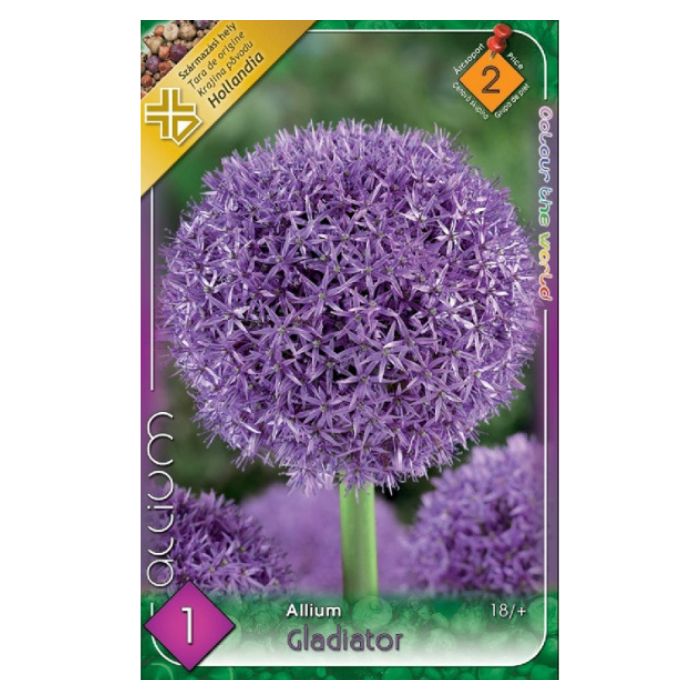 Óriás díszhagyma virághagyma - 'Gladiator'