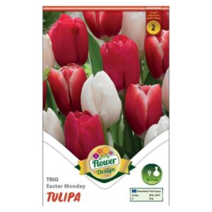 Piros-fehér tulipán virághagyma - 'Trio Easter Monday'