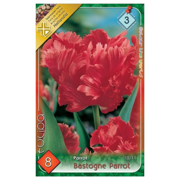 Piros papagájtulipán virághagyma - ‘Bastogne Parrot’