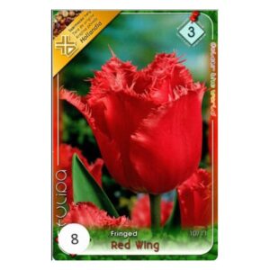 Piros tulipán virághagyma - 'Red Wing''