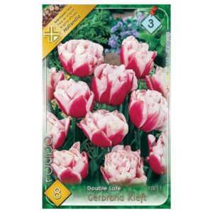 Rózsaszín-fehér késői, teltvirágú tulipán virághagyma - 'Gerbrandt Kieft'