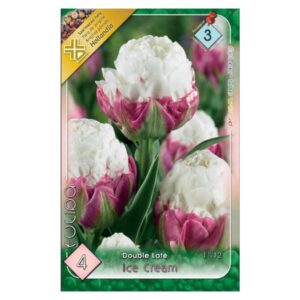 Rózsaszín-fehér telt tulipán virághagyma - 'Ice cream'