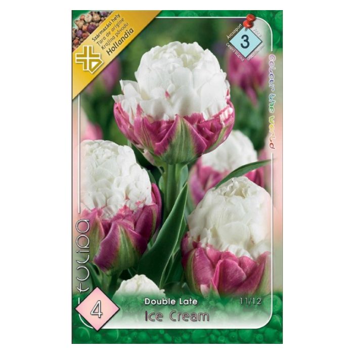 Rózsaszín-fehér telt tulipán virághagyma - 'Ice cream'