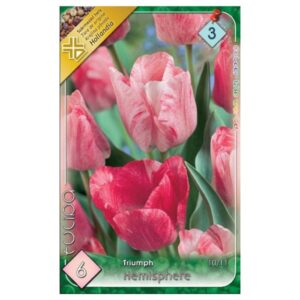 Rózsaszín-fehér triumph tulipán virághagyma - 'Hemisphere'
