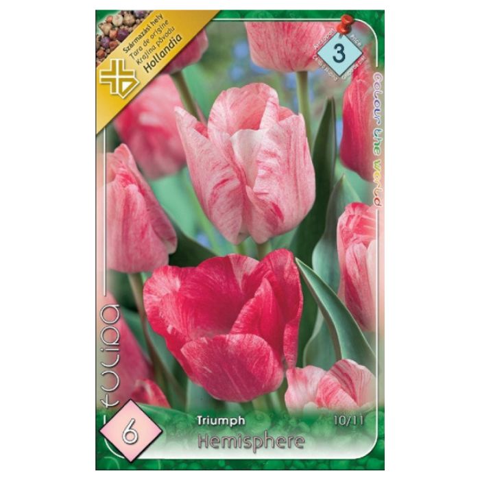Rózsaszín-fehér triumph tulipán virághagyma - 'Hemisphere'