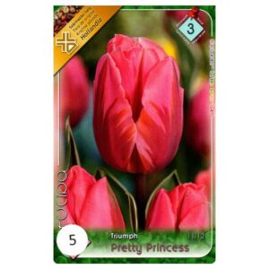 Rózsaszín-lila triumph tulipán virághagyma - 'Pretty Princess'