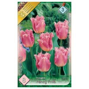 Rózsaszín tulipán virághagyma - 'Fancy Frills'