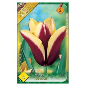 Sárga-bordó triumph tulipán virághagyma - 'Gavota'