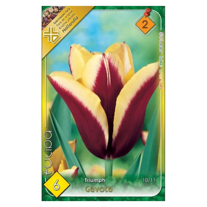 Sárga-bordó triumph tulipán virághagyma - 'Gavota'