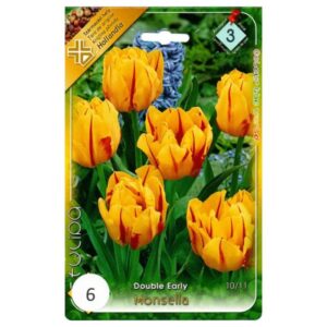 Sárga-piros korai, teltvirágú tulipán virághagyma - 'Monsella'