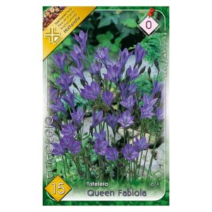 Sötétkék csillaghagyma virághagyma